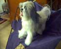 Corps de chien en latex recouvert de poils